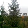 ель обыкновенная